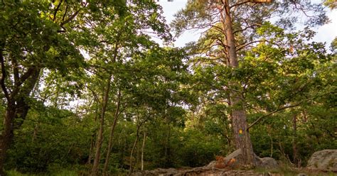 Stockholm's Nacka Nature Reserve: 3-hour Hike for Beginners | GetYourGuide