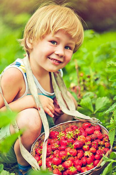 3,700+ Strawberry Picking Basket Stock Photos, Pictures & Royalty-Free ...