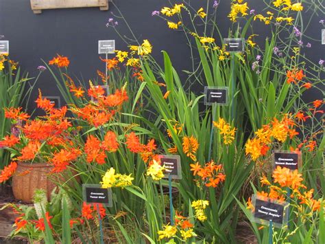 Taunton Flower Show 3 August 2012 _041 | Mark Ferbert | Flickr