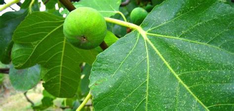 How are planted a fig tree