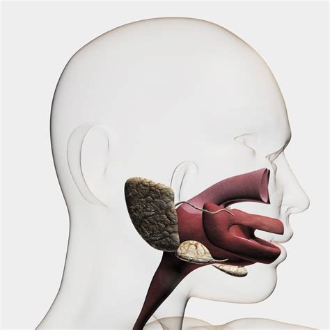 Medical illustration of the human digestive system; salivary glands, esophagus, and oral cavity ...