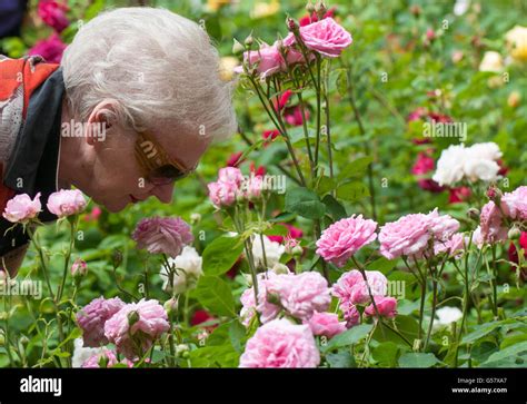 10 Downing Street garden Stock Photo - Alamy