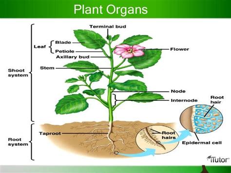 Get Plant Organs Diagram PNG | Jaluko Diagram