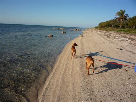 Zuzu and Tootie's Journey: Boca Chica Dog Beach