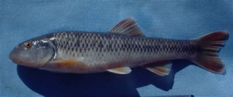 Nocomis leptocephalus » NCFishes.com