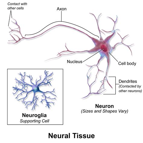 3.6: Nervous Tissue - Medicine LibreTexts