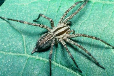 Common Spiders — Texas Insect Identification Tools