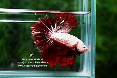 Feathertail betta fish for Sale - nicebettathailand.com