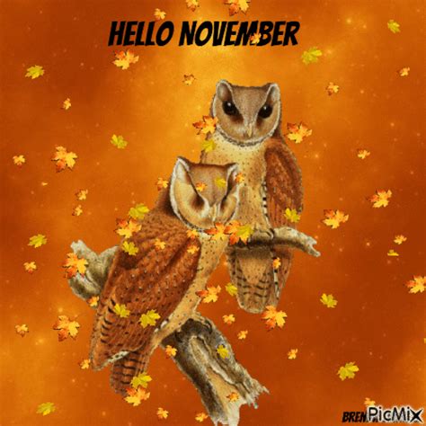 Fall Leaves Hello November Owl Gif Pictures, Photos, and Images for Facebook, Tumblr, Pinterest ...