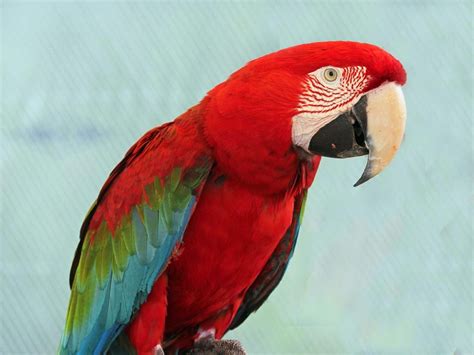 Red And Green Macaw Desktop Wallpapers - Everything 4u