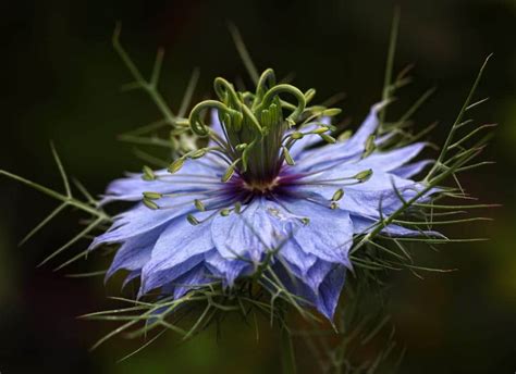 Nigella 'Love-In-The-Mist' Care & Growing Tips | UpGardener™