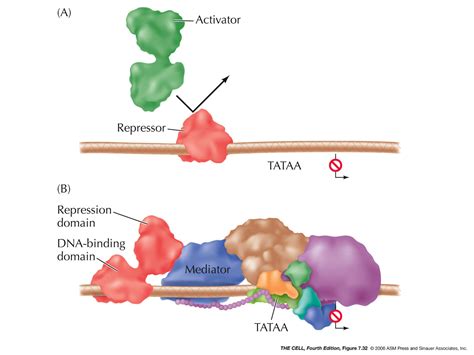 Gene Regulation II