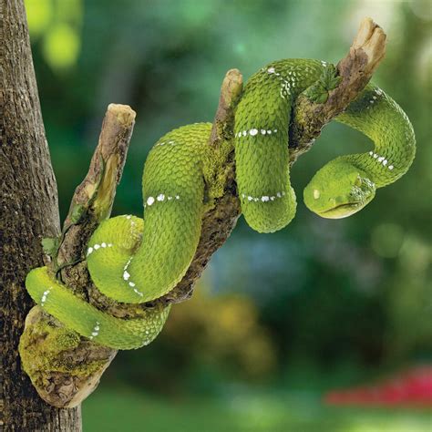 Snake on a Tree | Bits and Pieces UK