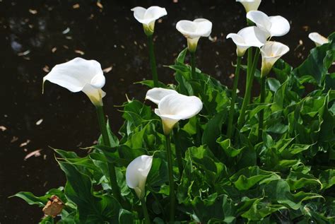 Zantedeschia Aethiopica. Perennials for Sale. Letsgoplanting.co.uk