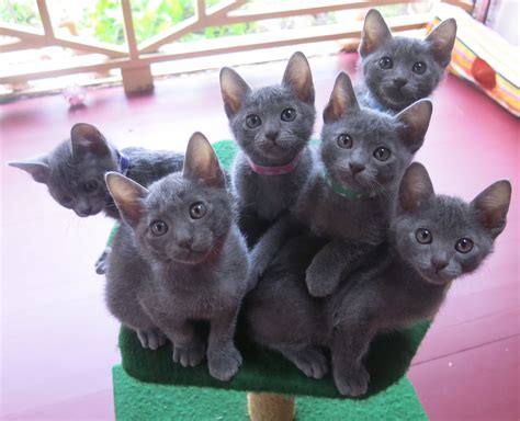 Korat Kittens | Russian blue cat, Cat breeds, Russian blue