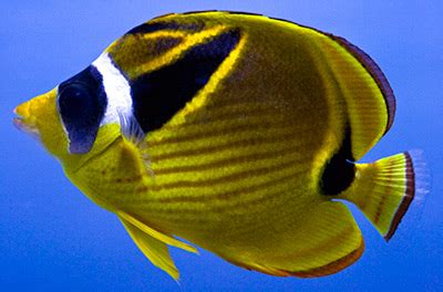 The Iconic Raccoon Butterflyfish | Reef Builders | The Reef and Saltwater Aquarium Blog