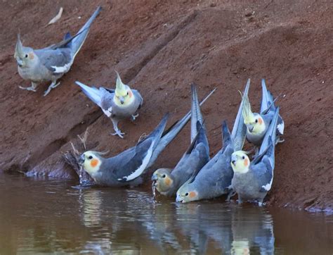 Richard Waring's Birds of Australia: Love Central Australian colours and Parrots!