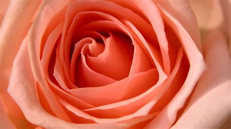 Rose HDTV 1080p Wallpapers | HD Wallpapers | ID #5685