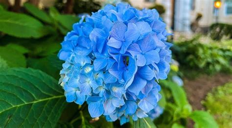 6 Simple Steps For Keeping Your Hydrangeas Blue