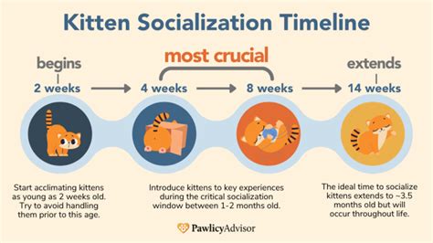 How To Socialize A Kitten: Key Tips + Socialization Chart | Pawlicy Advisor