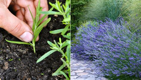 How To Grow Lavender From Seed Or Cuttings: The Total Guide