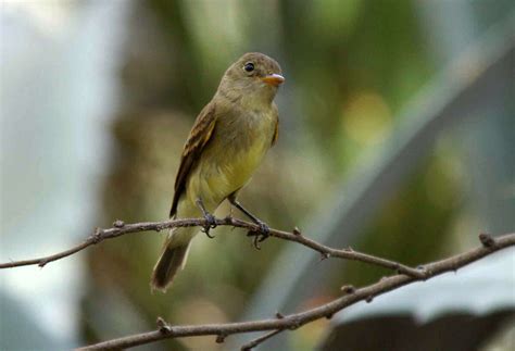 The endangered and threatened species of Texas