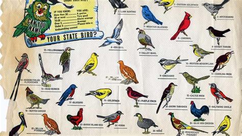 List of State Birds in India 2023 [Updated] | SamanyaGyan