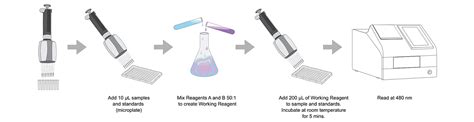 BCA Assay | Thermo Fisher Scientific - US