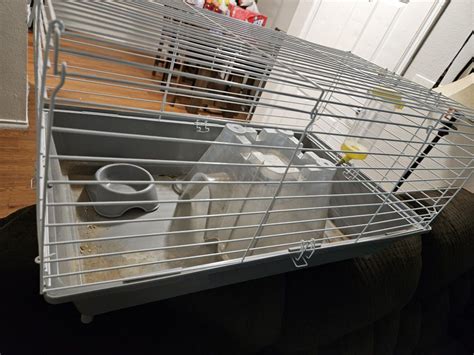 Guinea Pig , Hamster , /Cage/ for Sale in San Antonio, TX - OfferUp