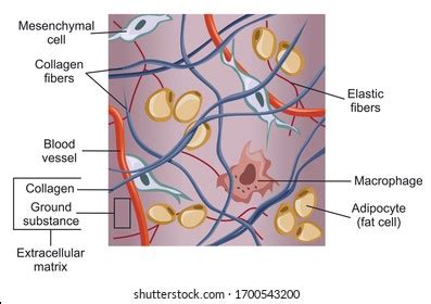 Mesenchymal Tissue: Over 31 Royalty-Free Licensable Stock Vectors & Vector Art | Shutterstock