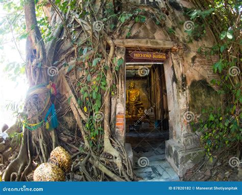 Tree Root Covering Ancient Temple : Wat Bang Kung at Amphawa Editorial Photography - Image of ...