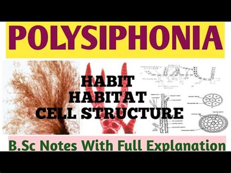 POLYSIPHONIA || Habit, Habitat , Cell Structure | B.sc Botany Notes ...