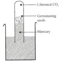 The given figure shows an experiment performed on germinating seeds: (i ...