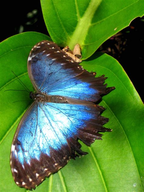 Peleides Blue Morpho Butterfly at Green Hills Butterfly Ranch