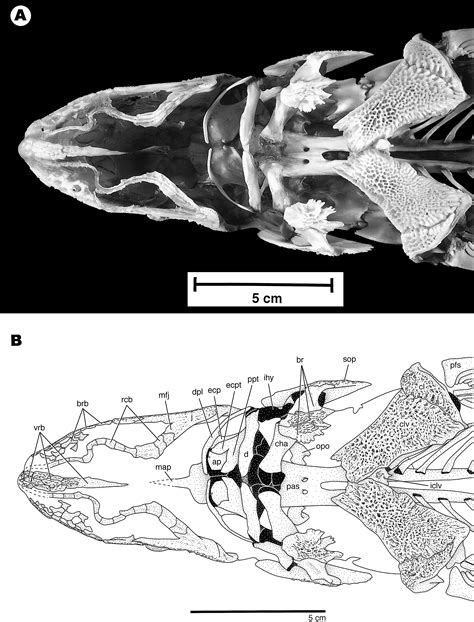 Skeletal Anatomy of the Shortnose Sturgeon, Acipenser brevirostrum Lesueur, 1818, and the ...