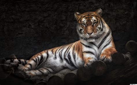 Tiger - 2560x1600 Wallpaper - teahub.io