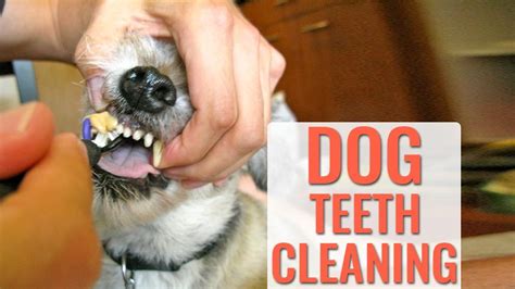 Dog Teeth Cleaning - A Complete Guide For Pet Owners - Petmoo