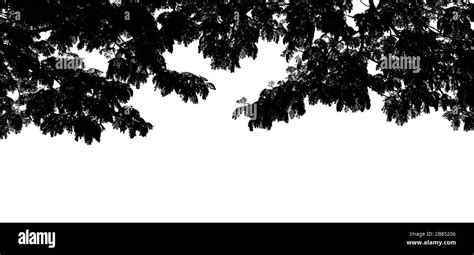 Black tree branch shape silhouette on white background, Nature graphic tree leaf abstract ...