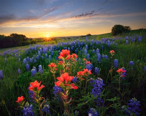 Texas Wildflowers at Sunset Stock Image - Image of twilight, dusk: 180160841