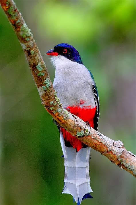 Cuban Trogon | Passions For Life