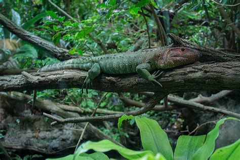 Free Images : nature, forest, branch, wildlife, jungle, botany, iguana ...