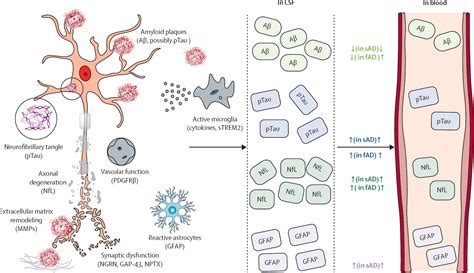 Blood-based biomarkers for Alzheimer's disease: towards clinical implementation - The Lancet ...