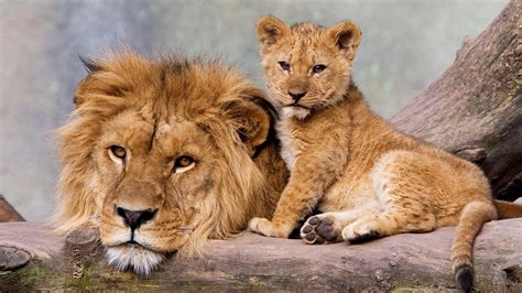 Lion With Cub On Wood HD Lion Wallpapers | HD Wallpapers | ID #58616