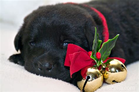 🔥 [140+] Christmas Puppies Wallpapers | WallpaperSafari