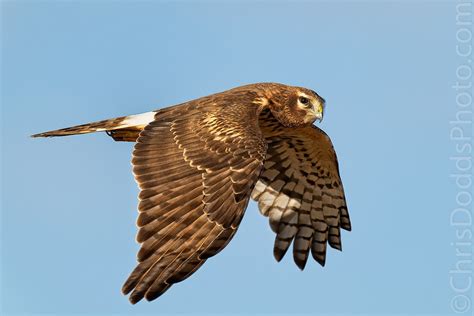 Northern Harrier in flight — Nature Photography Blog