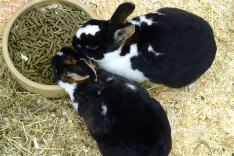 Pellets For Rabbits: Do They Need It? How Much? How Often? & More ...