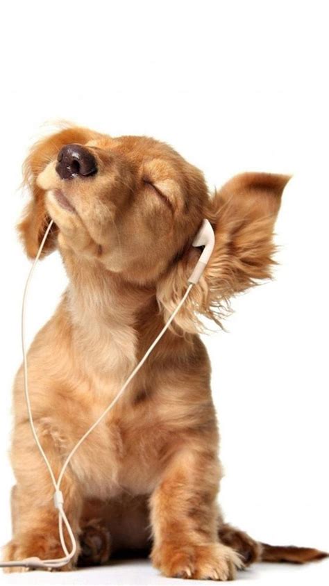 Dog Headphones Music Mood Hd Wallpaper | hohomiche