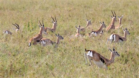 Herd of running Thomson's gazelles — Stock Photo © MattiaATH #63124669