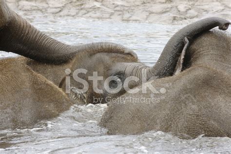 Bathing Baby Elephants Stock Photo | Royalty-Free | FreeImages