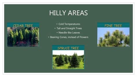 Adaptation Of Plants In Hilly Areas